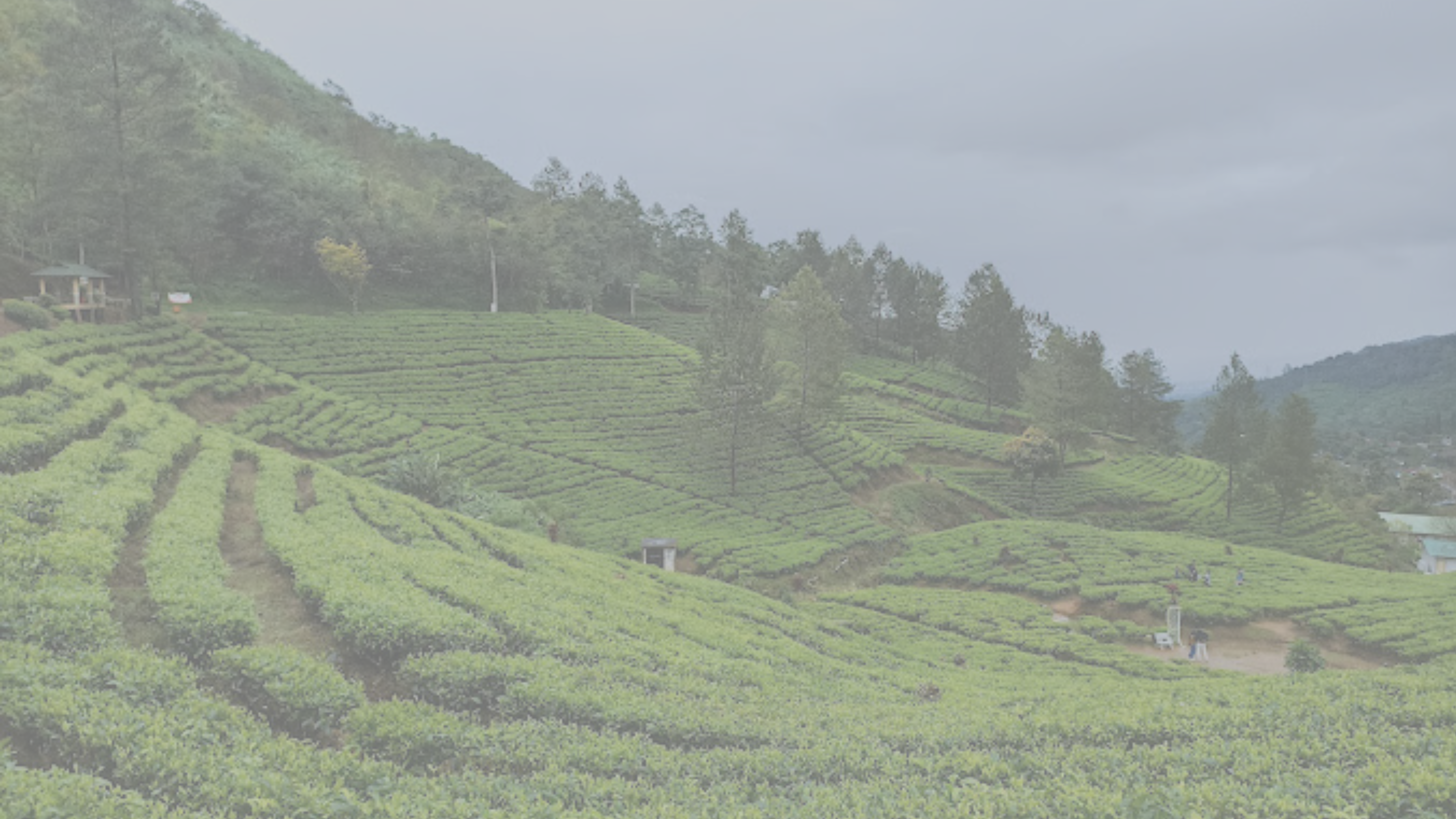 Puncak Kebun TEH